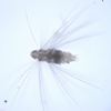 chaetosphaeird