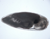 barnacle cyprid