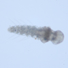 nectochaete larva