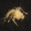 Bythograea zoea