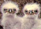 eagle chicks