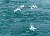 black-legged kittiwake dives for a meal