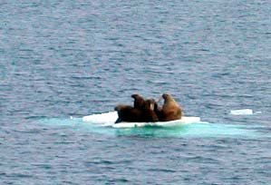 walruses on ice