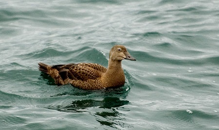 Eider
