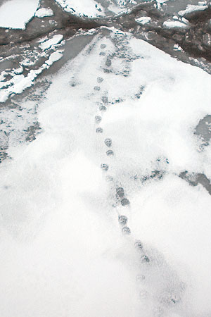 Tracks