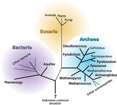 phylogenetic