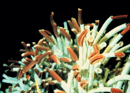 Tube Worms