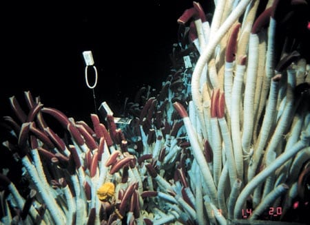 Tube Worms