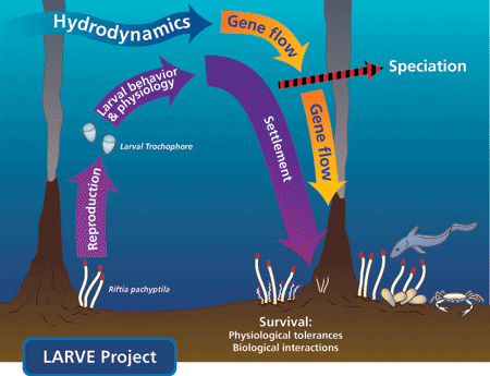 lifecycle