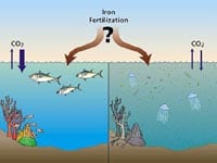 Iron Fertilization illustration