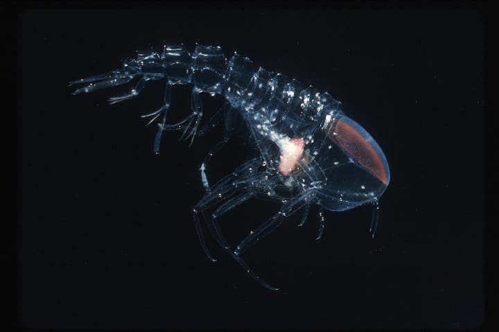 Amphipod