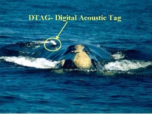 Digital Acoustic Tag