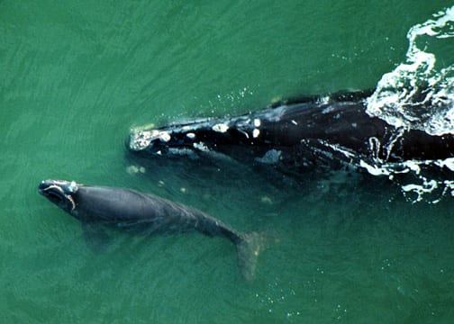 Northern Right Whale Cow and Calf