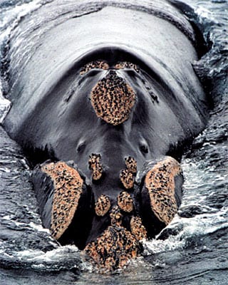 Right Whale Head