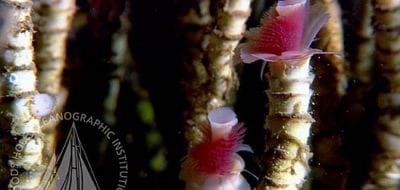 When Seafloor Meets Ocean, the Chemistry Is Amazing