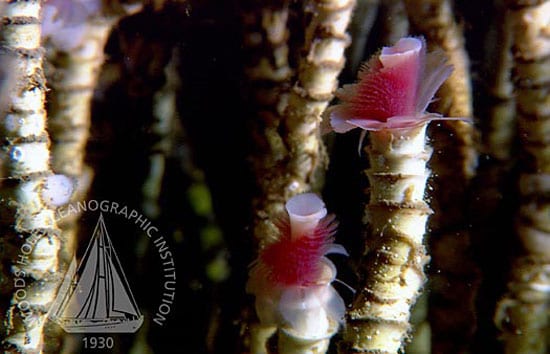 When Seafloor Meets Ocean, the Chemistry Is Amazing