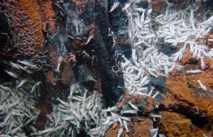 The Evolutionary Puzzle of Seafloor Life