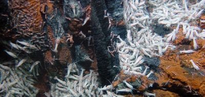 The Evolutionary Puzzle of Seafloor Life