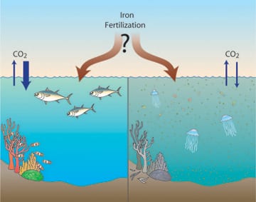 iron fertilization