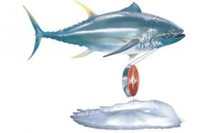 In Tiny Ear Bones, the Life Story of a Giant Bluefin Tuna