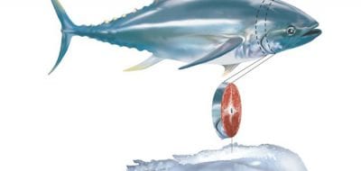 In Tiny Ear Bones, the Life Story of a Giant Bluefin Tuna