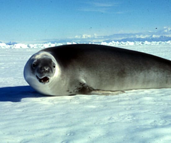 Understanding sense of smell in marine mammals may help with fisheries management.