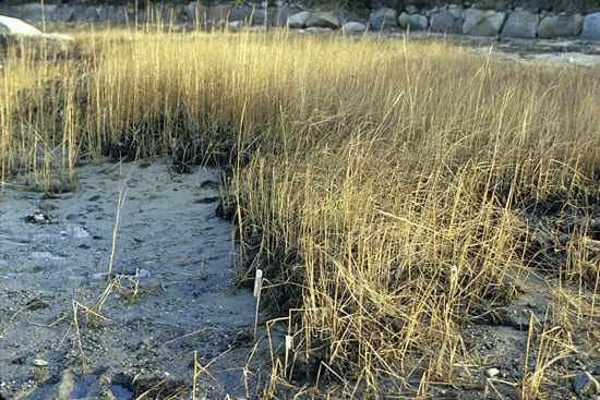 Photo by George Hampson, WHOI