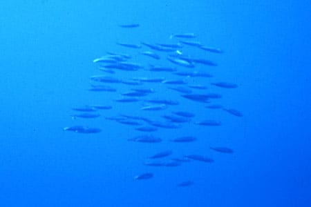 v43n2-js-slide1_5591.jpg