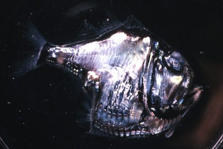 v43n2-js-slide3_5595.jpg