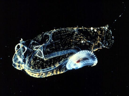 salp