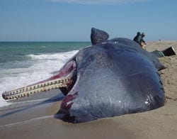 Sperm whale