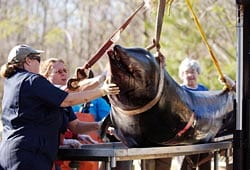 True's beaked whale