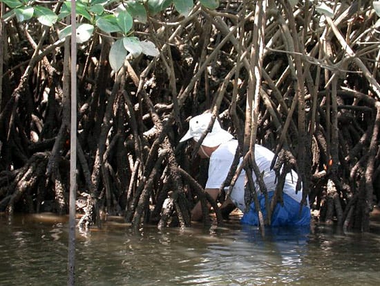 op050317_mangroves_en_15352.jpg