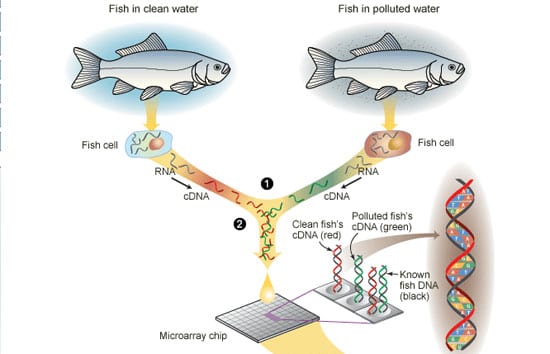 Down to the Sea on (Gene) Chips