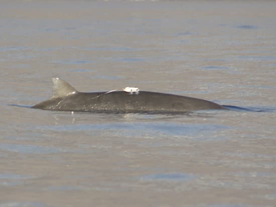 A D-Tag on a Blainville.s beaked whale in the Canary Islands.