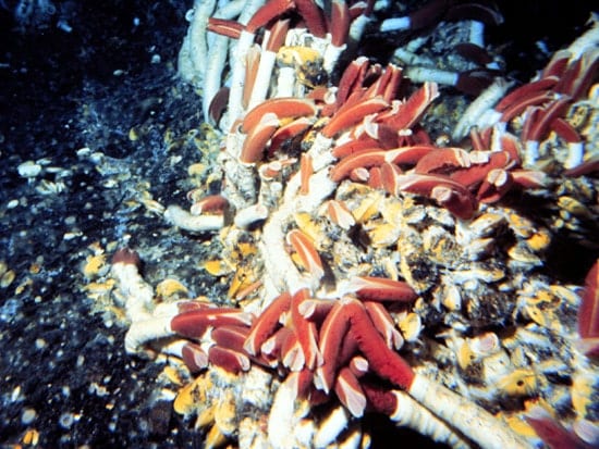 Red-tipped tubeworms at a hydrothermal vent.