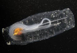 Transparent Salps May Play Conspicuous Ecological Role