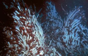 On the Seafloor, a Parade of Roses