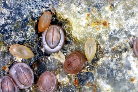 After four to seven weeks, juvenile larvae settle along the shore and develop a hard white shell.