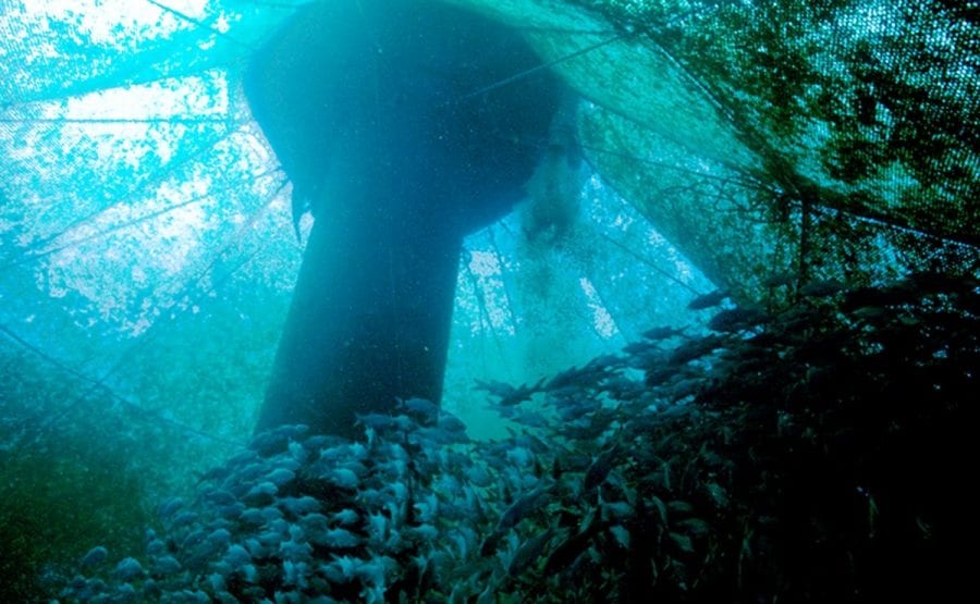 inside an offshore aquaculture cage