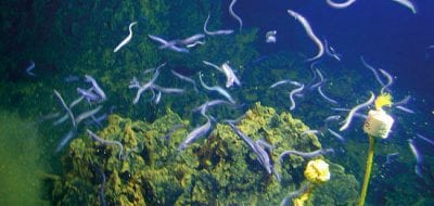 Nafanua, Eel City, and the Crater of Death