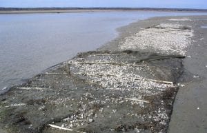 A Mysterious Disease Is Infecting Northeast Clam Beds