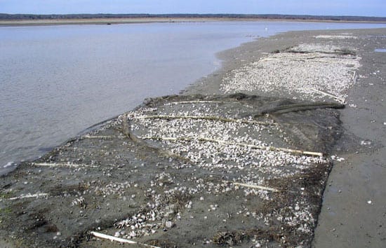 A Mysterious Disease Is Infecting Northeast Clam Beds