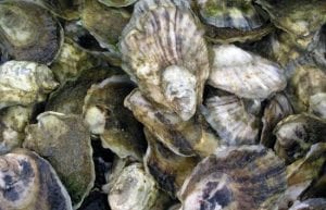Should Eastern Oysters Be Put on the Endangered List?