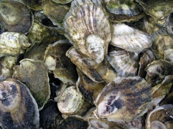 oyster3_16155.jpg