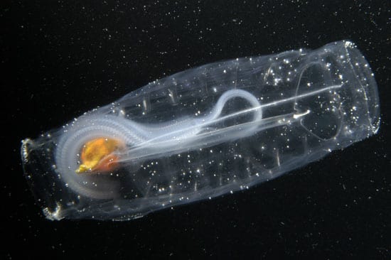 Salp_nest_18939.jpg