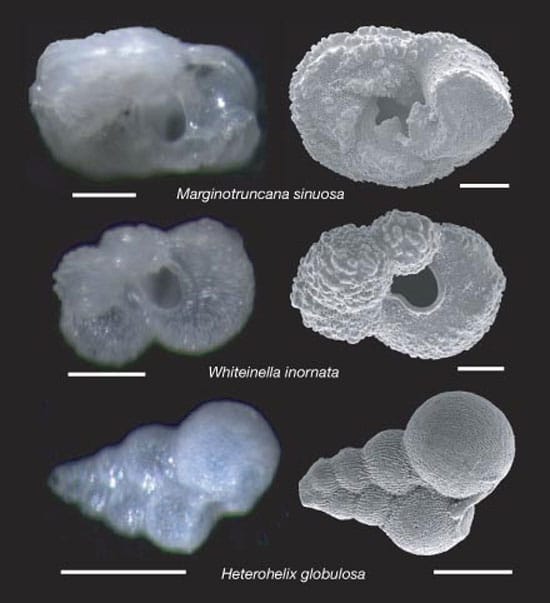 Forams_en_20648.jpg