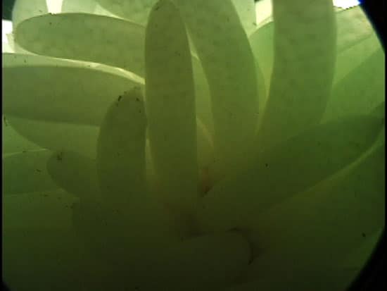 squid3_nest_19682.jpg