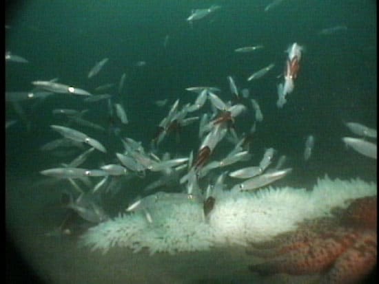 squid5_nest_19672.jpg