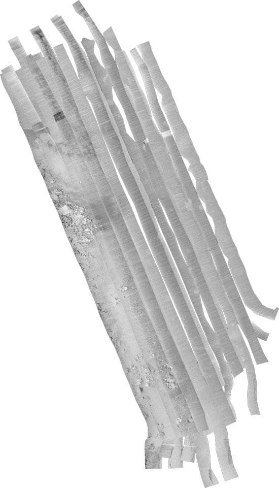 squid3_21321.jpg
